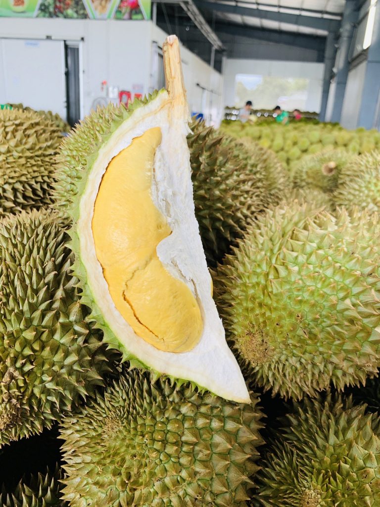cây giống sầu riêng ri6