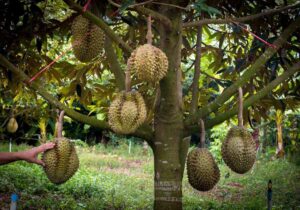 cây giống sầu riêng ri6