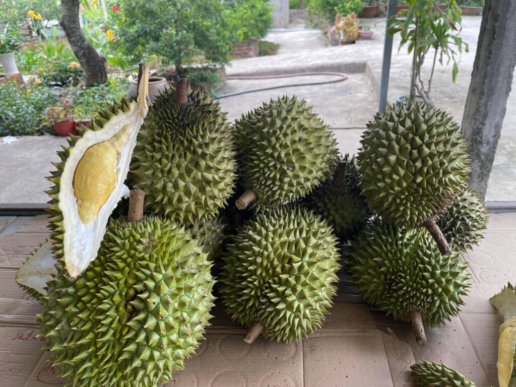 sầu riêng ri6 bến tre