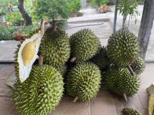 sầu riêng ri6 bến tre